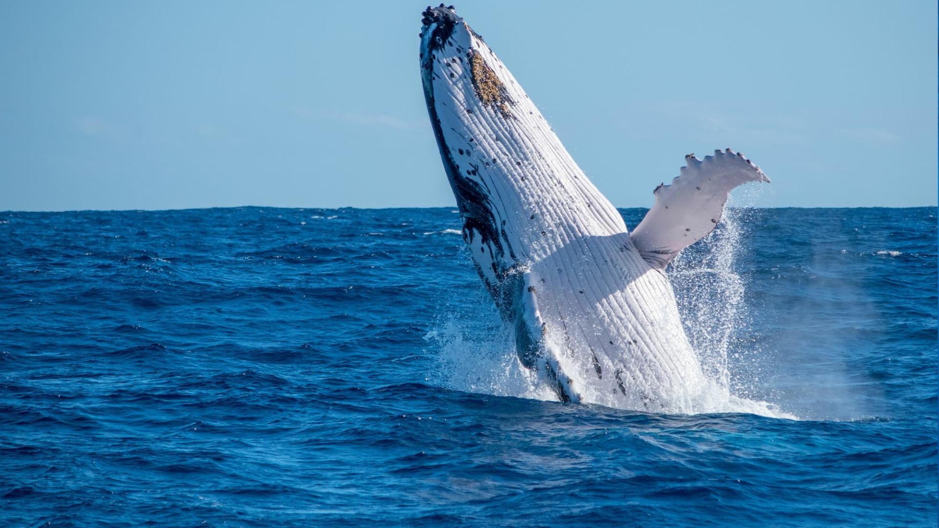 whale breaching ocean