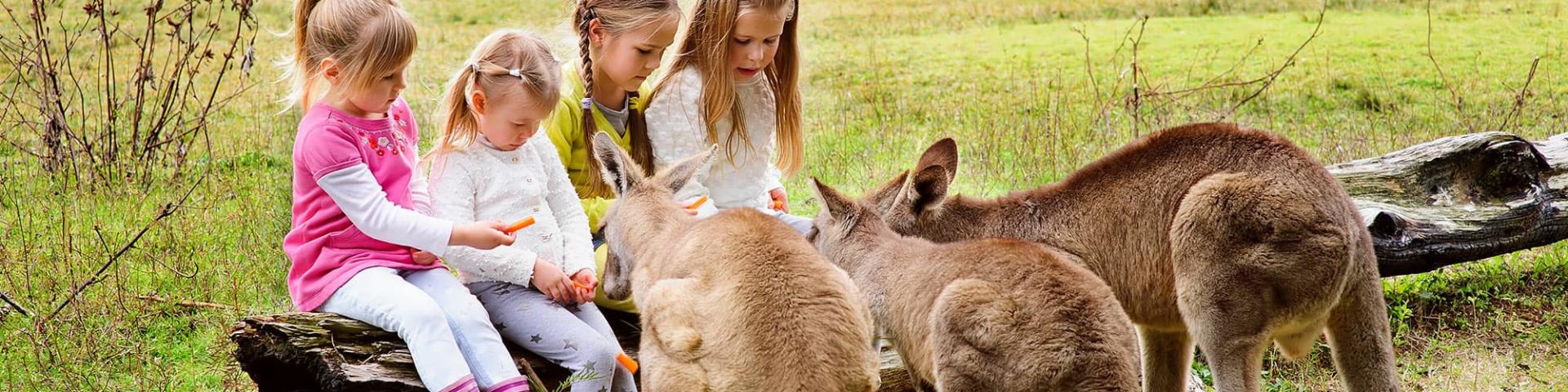 children with kangaroos