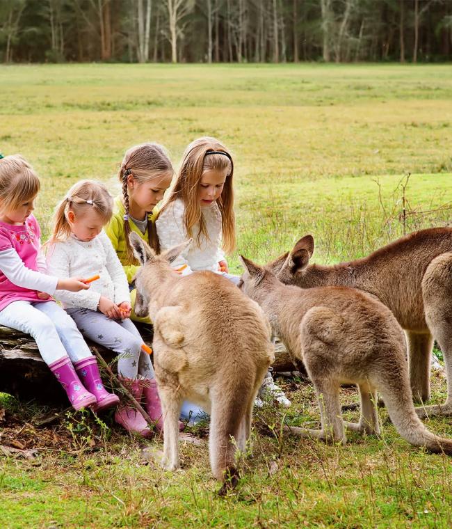 children with kangaroos